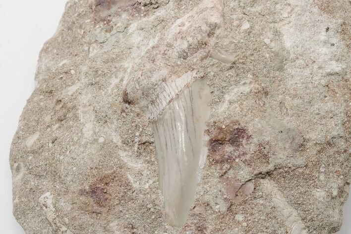Otodus Shark Tooth Fossil in Rock - Eocene #201170